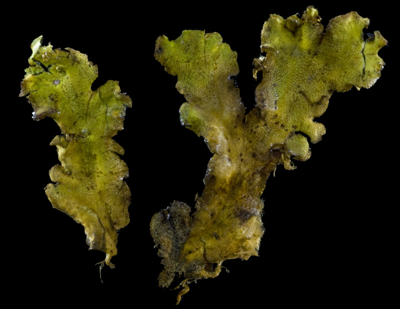 Marchantia polymorpha subsp. montivagans